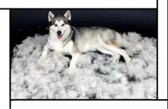 毛質差、過度脫毛？華興重磅推出犬美毛處方糧